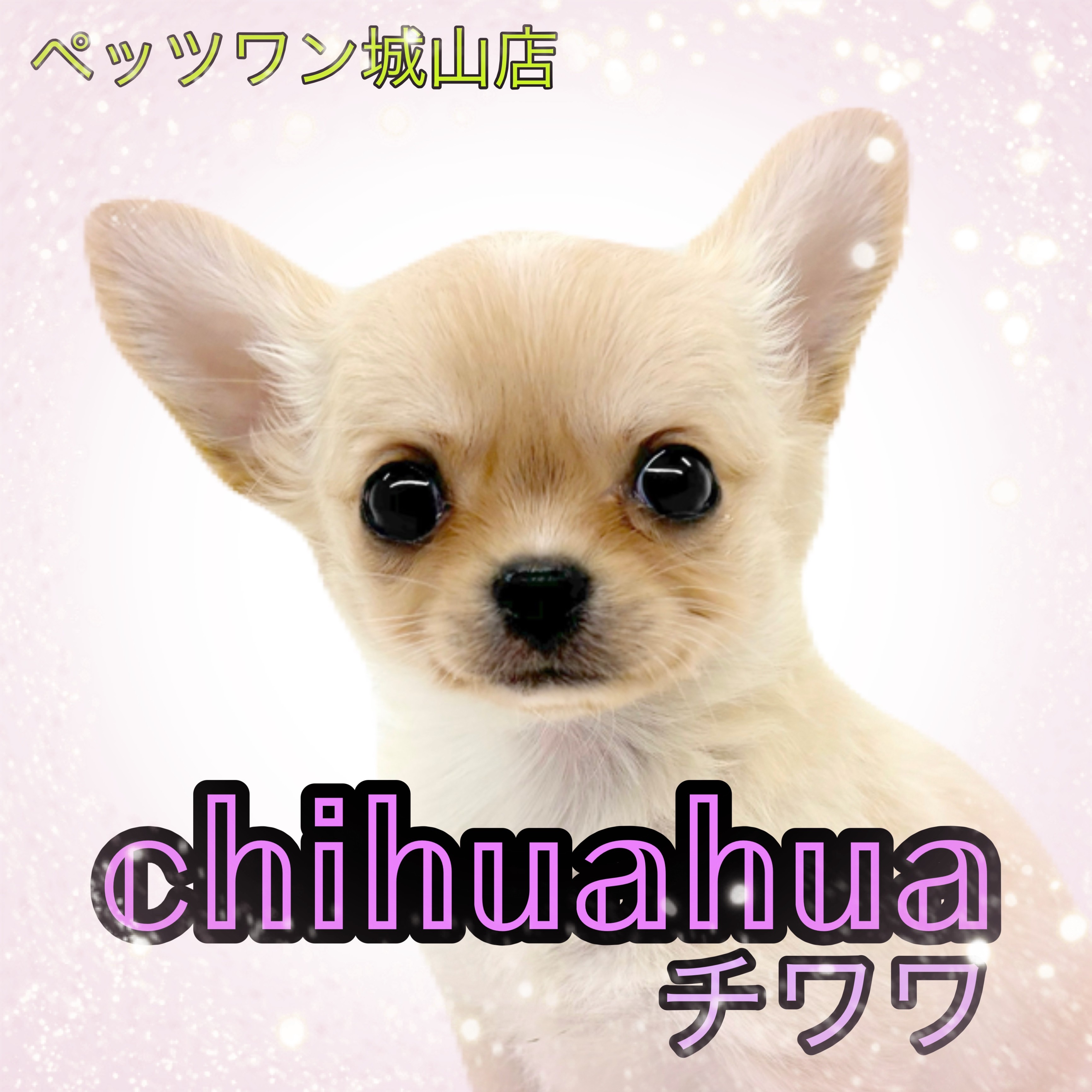 チワワ 】小さくても元気いっぱい！天使のようなちーちゃん登場