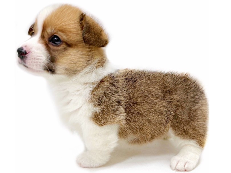 優しい色合いのレッド&ホワイトカラー | ウェルシュコーギーペンブローク (04-292) - さいたま 武蔵浦和店