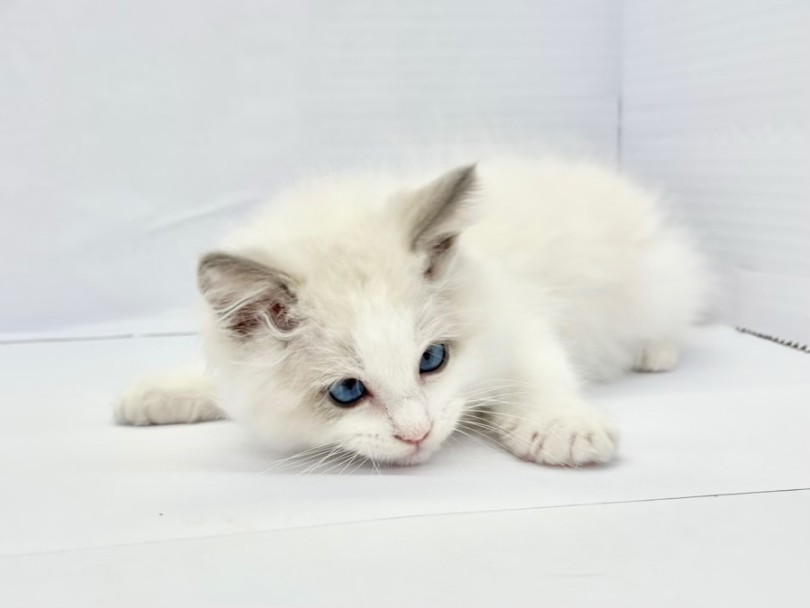 | ラグドール (10-176) - 東日暮里店