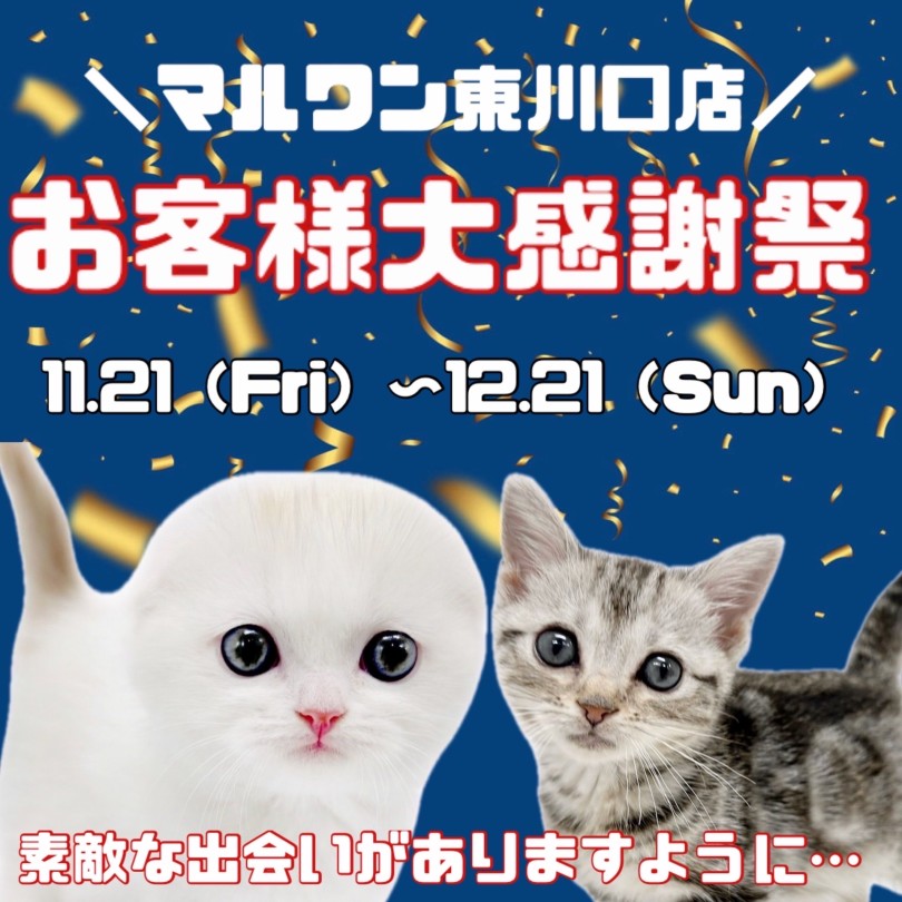 お客様大感謝祭 】マルワン東川口店に在店しているネコちゃん達をご
