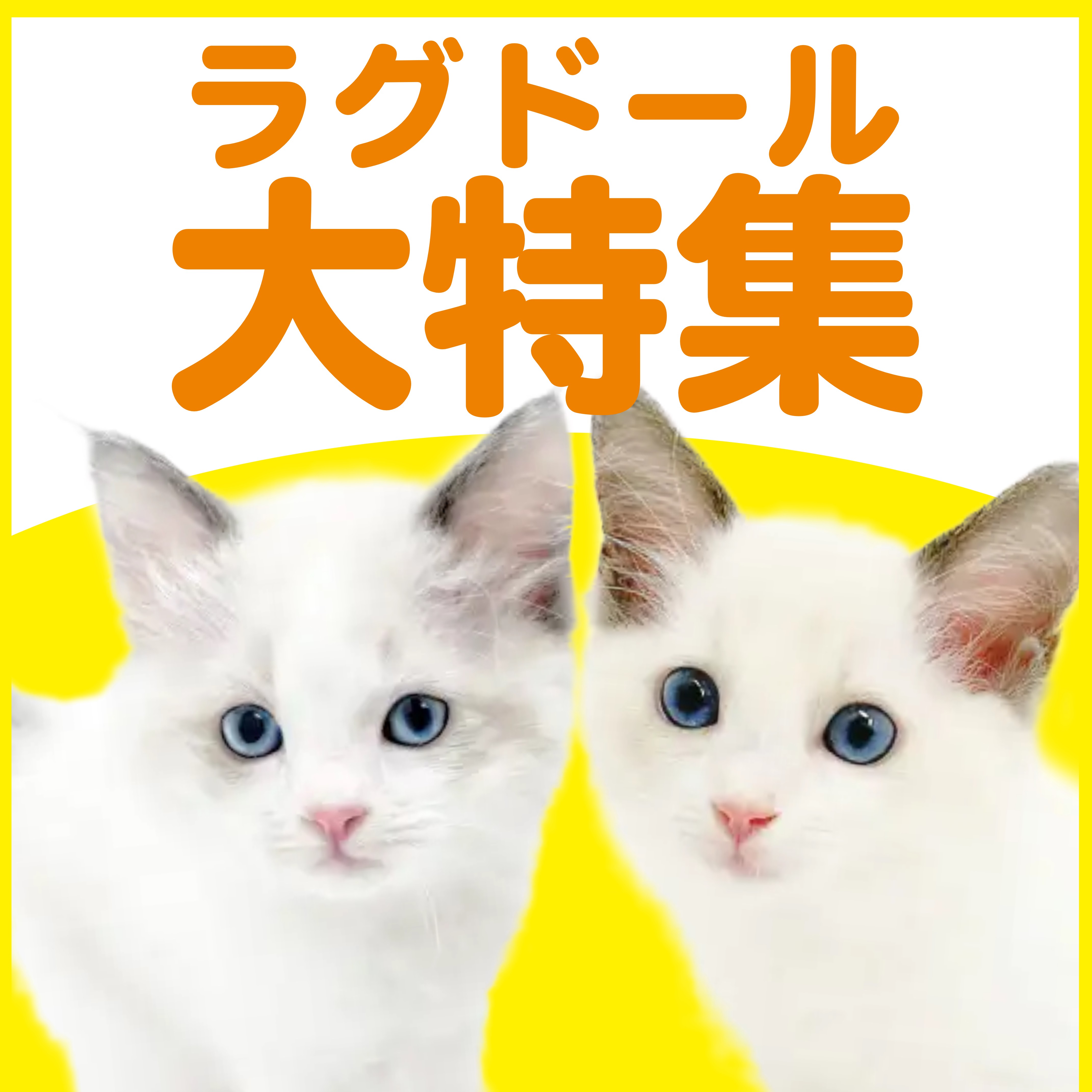 ラグドール特集 】11/13現在在店中の青い瞳の美猫特集！最新動画は必見