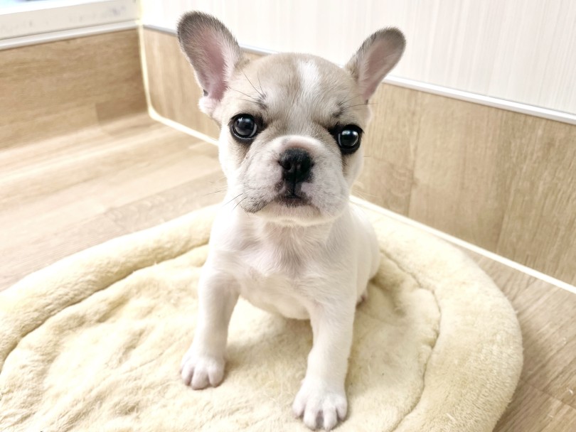 フレブルちゃんとの生活ポイント | フレンチブルドック (20-277) - 北戸田店