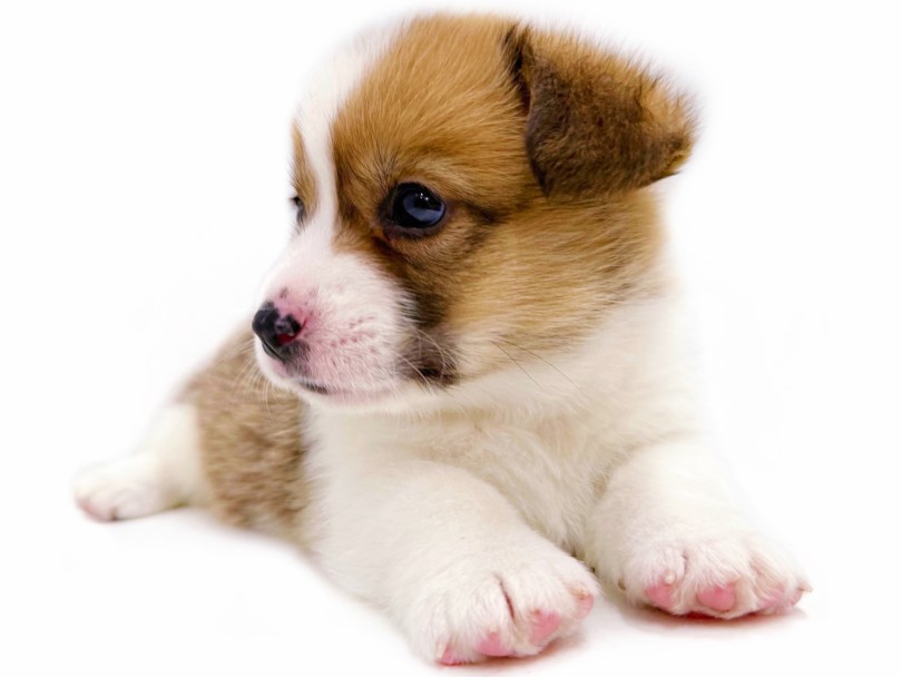 一度飼うとコーギー一筋になってしまう人も多いです | ウェルシュコーギーペンブローク (04-292) - さいたま 武蔵浦和店