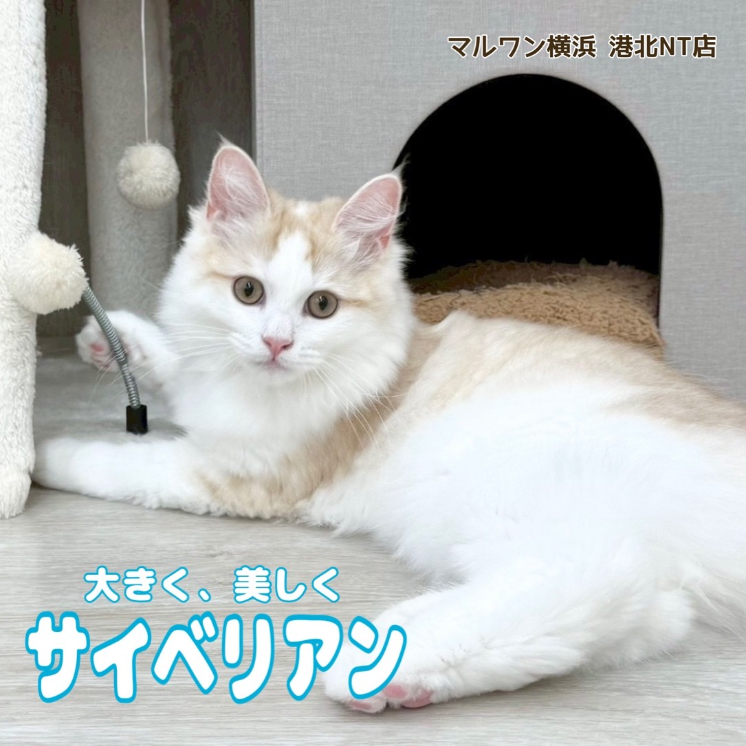 サイベリアン 】大きくてゴージャス!育てやすさが自慢の美麗な猫ちゃん