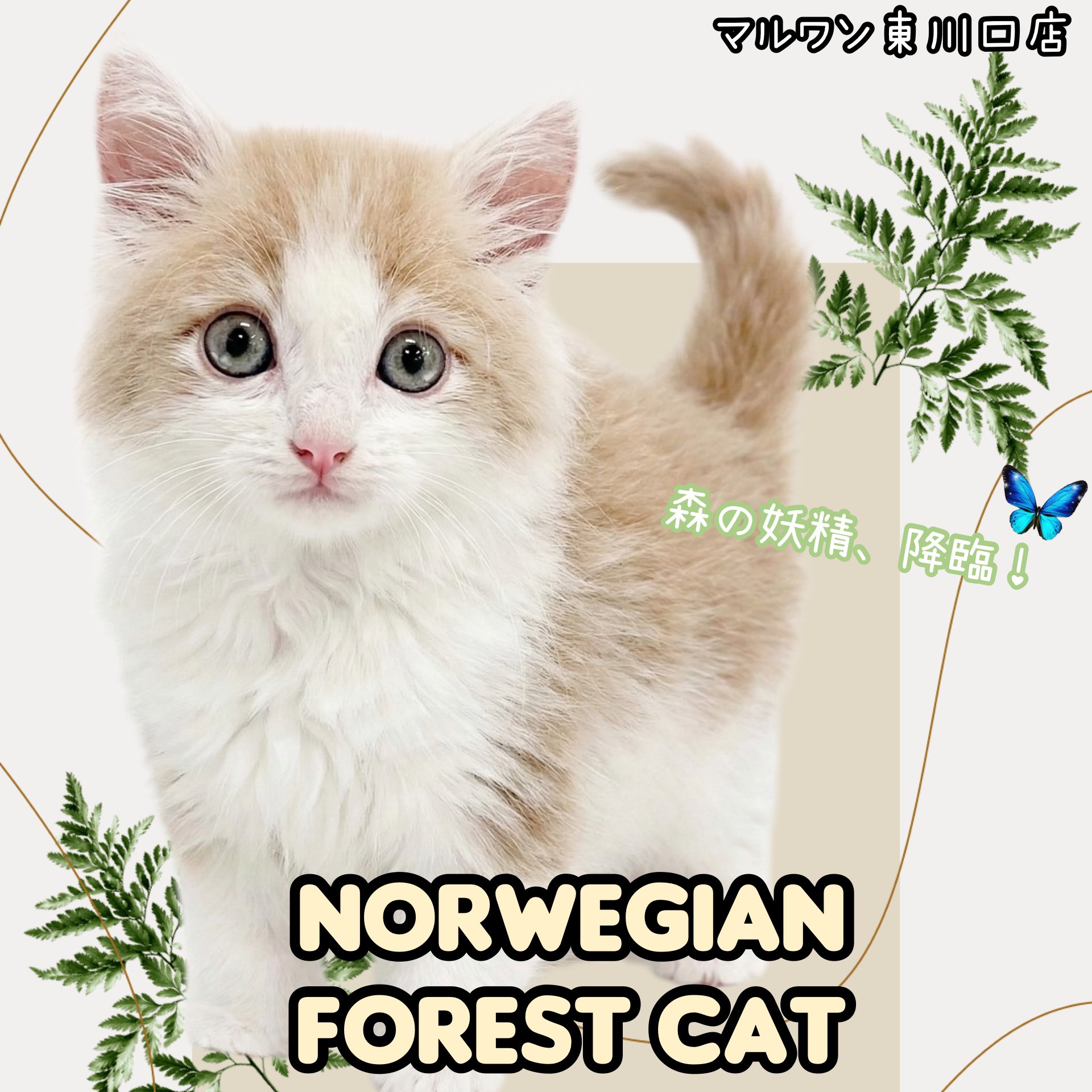 ゆねこまる ノルウェージャンフォレストキャット 】まるで妖精？美しすぎるノル