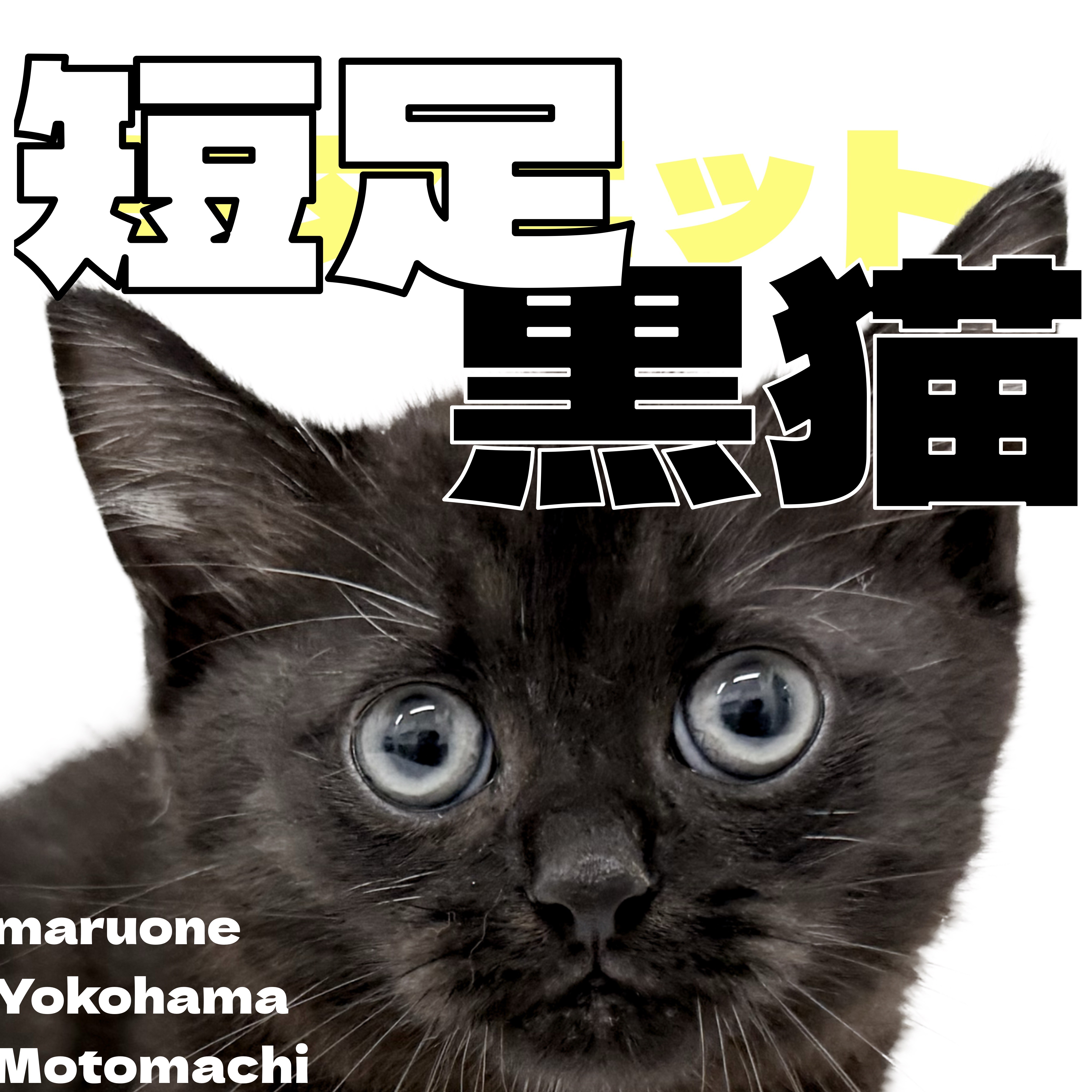黒猫ページ ミヌエット 】横浜元町にやってきました黒猫さんは短足でした