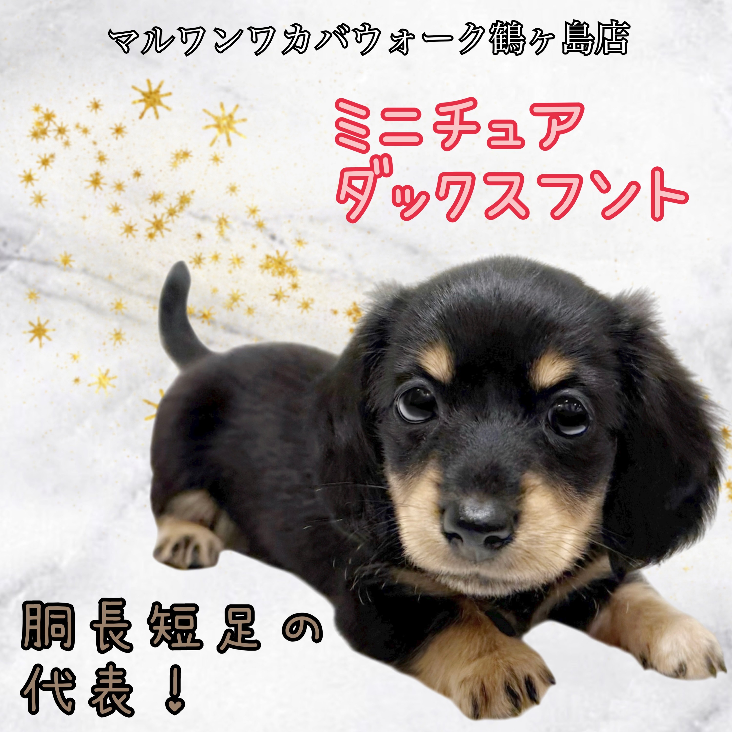 かわいい♡ダックスちゃん　ぺたんこマルチケース ミニチュアダックスフント 】大人気のブラックタン！天真爛漫な女の子