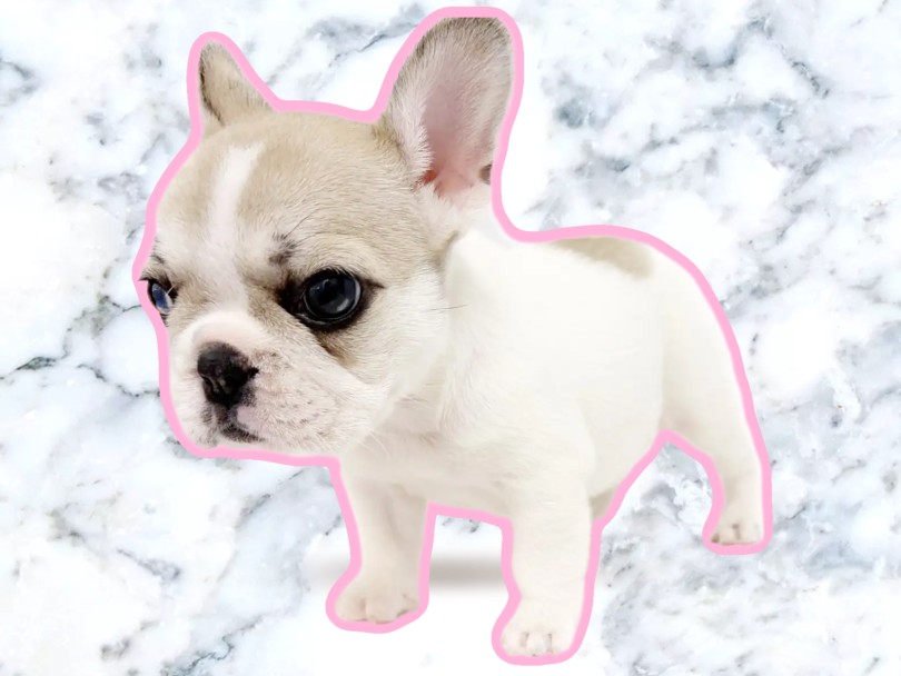 優しい色合いの被毛パイド | フレンチブルドック (20-277) - 北戸田店