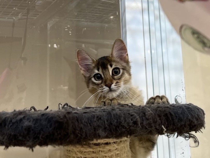 おもちゃへの反応がとにかく可愛い | ソマリ (02-147) - 横浜 白楽店