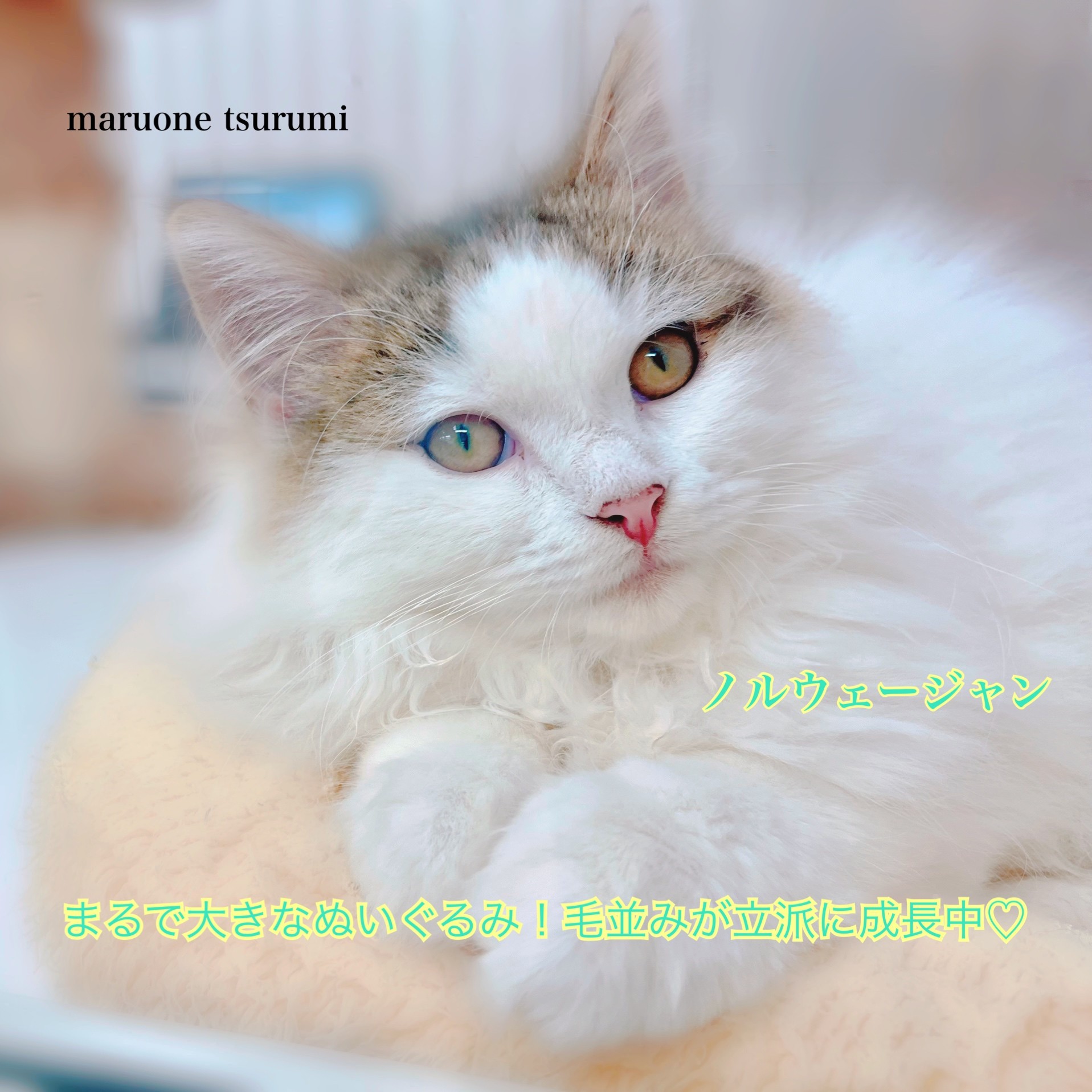 ノルウェージャンフォレストキャット 】生後3ヶ月、小ぶりに成長中