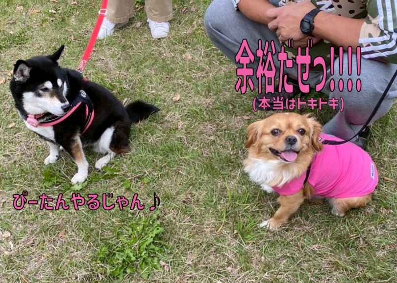 黒柴まろん＆MIXぴぴんのツーショット！ | 過去最多の参加頭数33頭！！11回目のオフ会レポ！ - 横浜 大倉山店