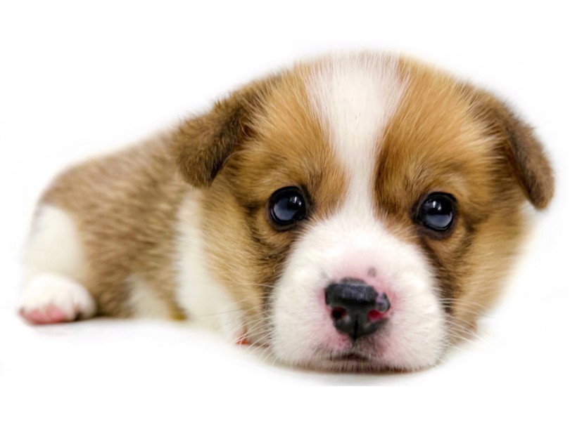 いつも笑顔でのんびりとした性格 | ウェルシュコーギーペンブローク (04-292) - さいたま 武蔵浦和店