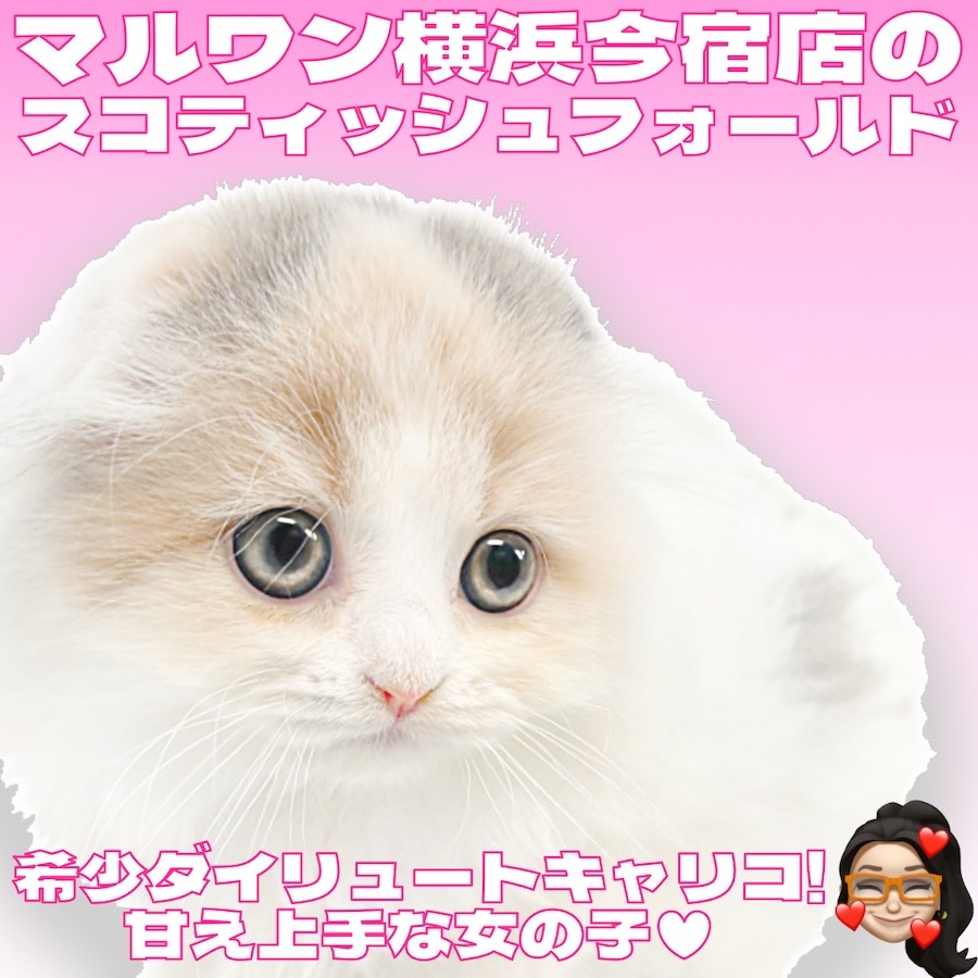 スコティッシュフォールド 】希少ダイリュートキャリコの垂れ耳