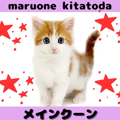 メインクーン 】ギャップに癒される！クールビューティーな甘えん坊