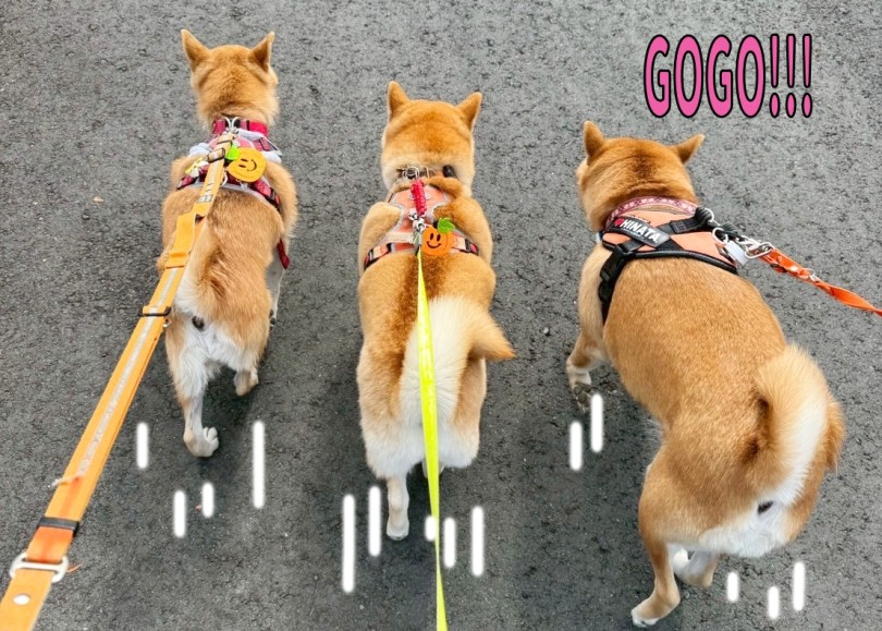 女子の柴犬：通称じょしーば！ | 過去最多の参加頭数33頭！！11回目のオフ会レポ！ - 横浜 大倉山店