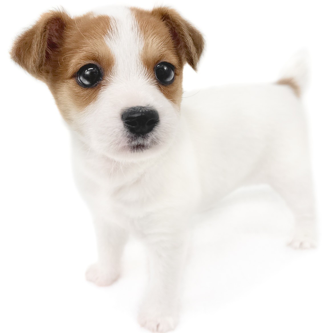 ジャックラッセルテリア | ペットショップ マルワン 小さめ子犬 美形な