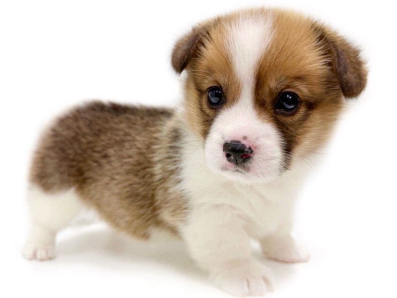 胴長短足に食パンのようなお尻 | ウェルシュコーギーペンブローク (04-292) - さいたま 武蔵浦和店