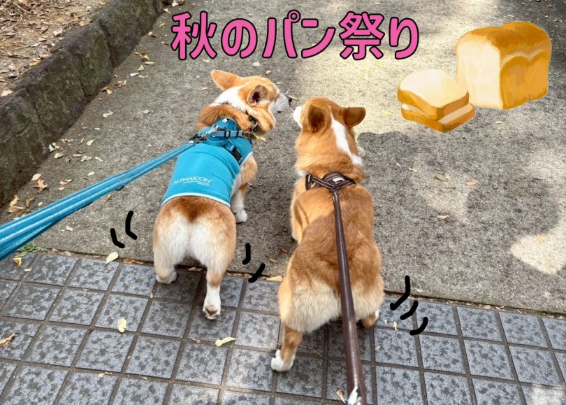 TEAMコギのルーカス＆初参加のぽち♪ | 過去最多の参加頭数33頭！！11回目のオフ会レポ！ - 横浜 大倉山店