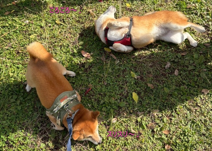 ワンコ達もリラックスしながら過ごしています | 過去最多の参加頭数33頭！！11回目のオフ会レポ！ - 横浜 大倉山店