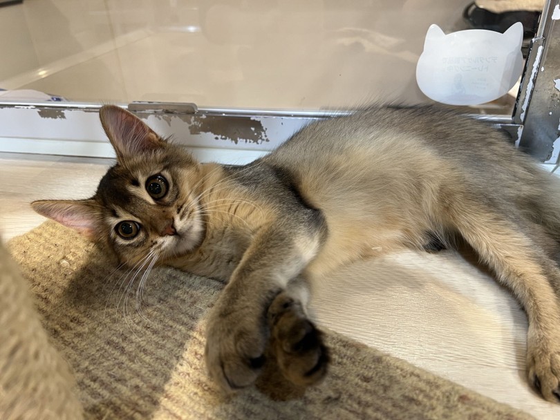 初めて来店されたお客様にも物怖じせず、ゴロンと転がってご挨拶 | ソマリ (02-147) - 横浜 白楽店