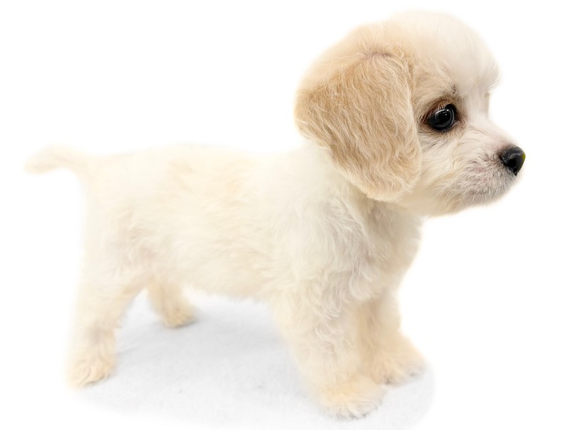 理想のドワーフ体型 | MIX犬 キャバション （14-222） - 城山店