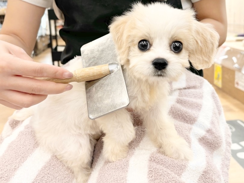 ブラッシングも上手 | MIX犬 キャバション （14-222） - 城山店