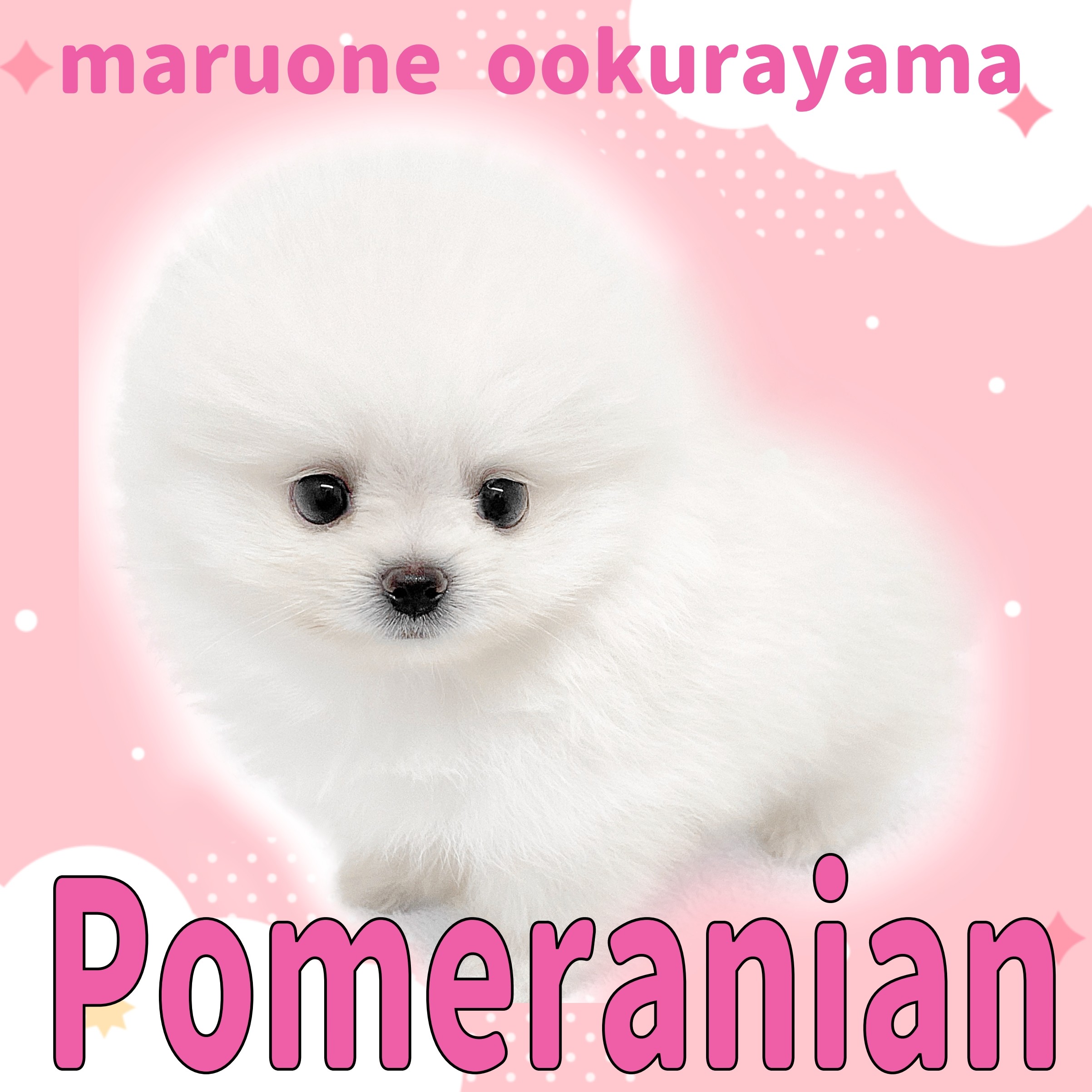 ポメラニアン 】白さ反則級！ぬいぐるみ超えのもふもふホワイトポメ