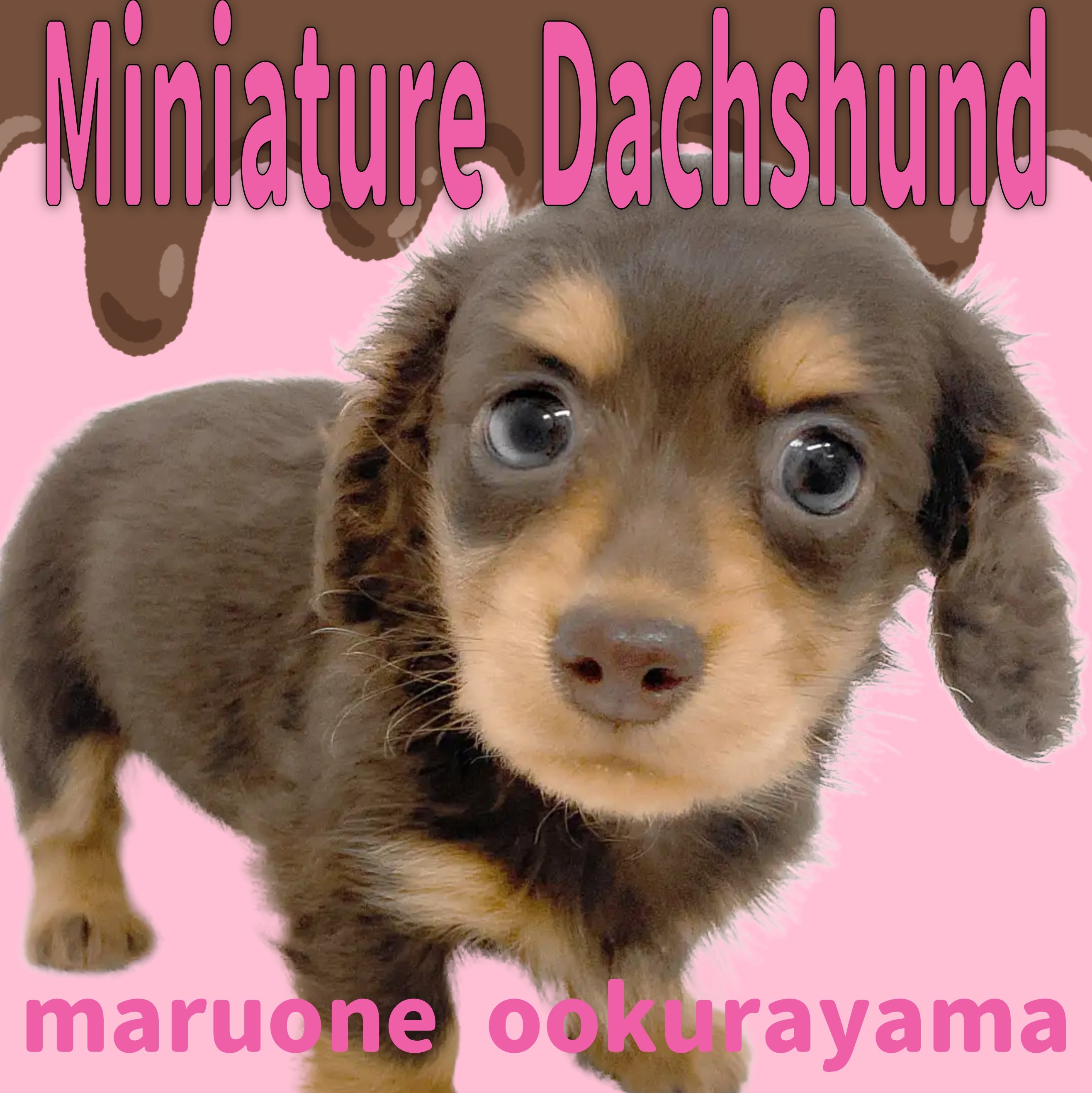 ダックス 】チョコタンカラーの優しい表情の男の子と甘い生活を