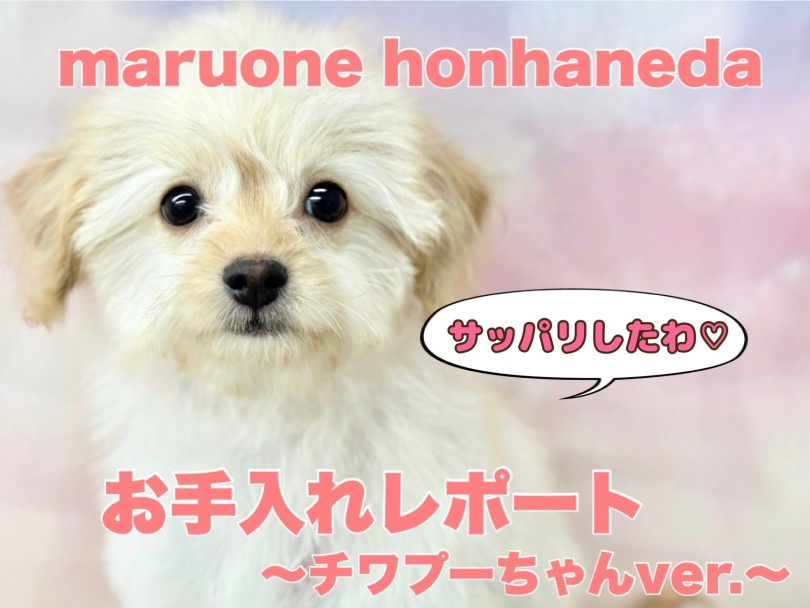 【 MIX 】ママ似のチワプーちゃん！お手入れ慣れが抜群な女の子に成長中！