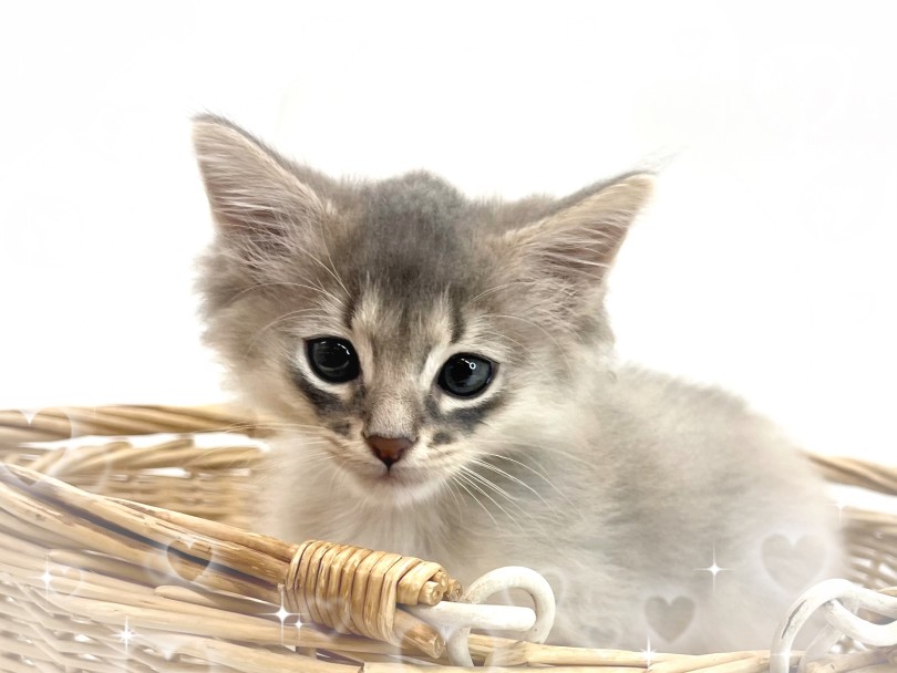 可愛いソマリの特徴バッチリ！ | ソマリ （14-232） - 城山店