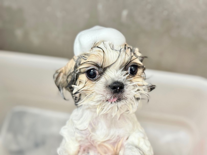 泡帽子似合ってる？ | シーズー （05-187） - 本羽田店