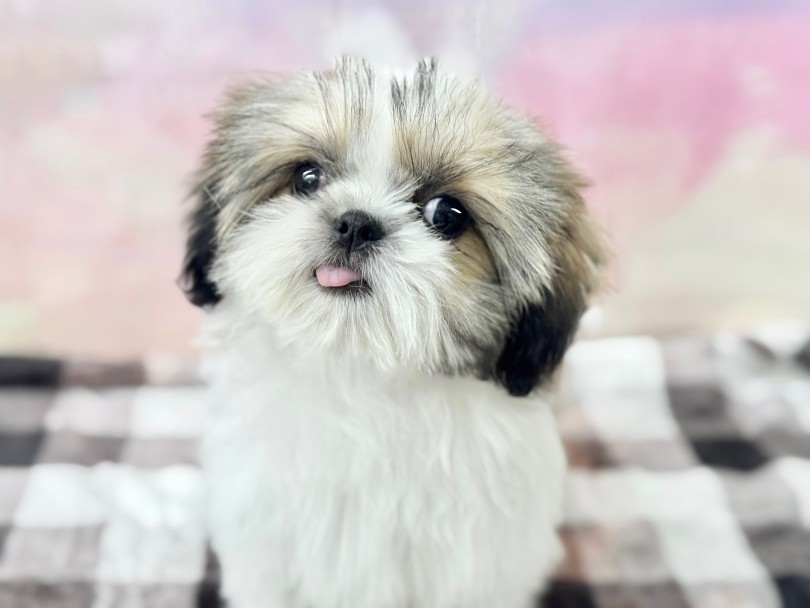 ベロを仕舞い忘れちゃった | シーズー （05-187） - 本羽田店