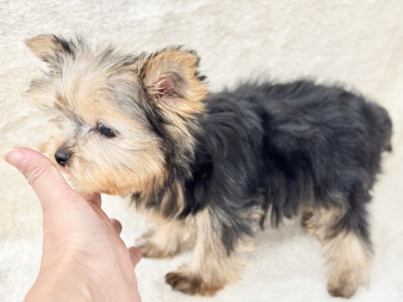 手のひらと、さほど変わらない小さめのボディ♡ | ヨークシャーテリア （05-190） - 本羽田店