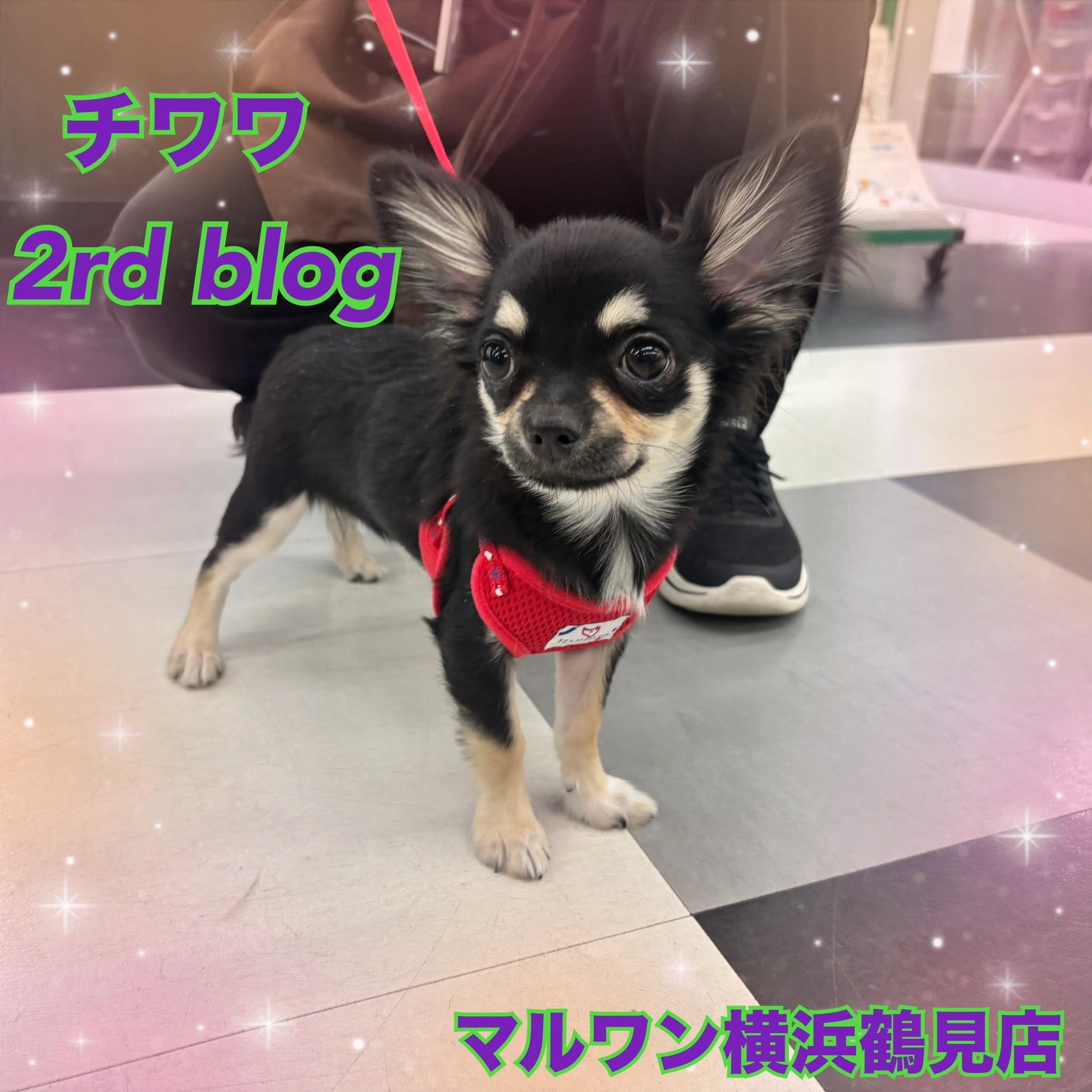 チワワ 】生後5ヵ月でなんと2.0kg台！遂にお散歩デビュー！ | マルワン