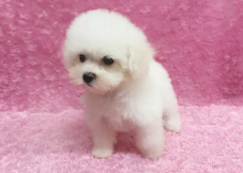 12/1現在の体重は690gの小さめサイズ！ | ビションフリーゼ （06-327） - 横浜 大倉山店