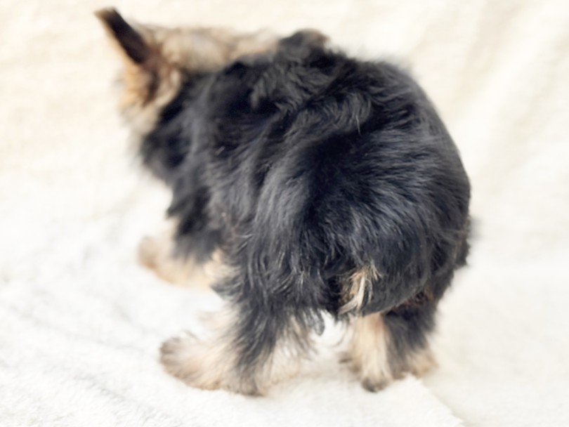 12/2の体重測定は845g | ヨークシャーテリア （05-190） - 本羽田店