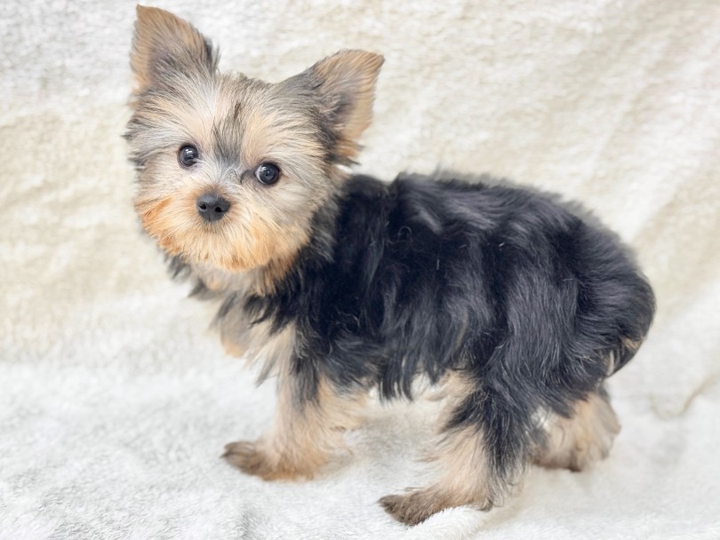 最大のチャームポイントは7回衣替えができちゃうこと！ | ヨークシャーテリア （05-190） - 本羽田店