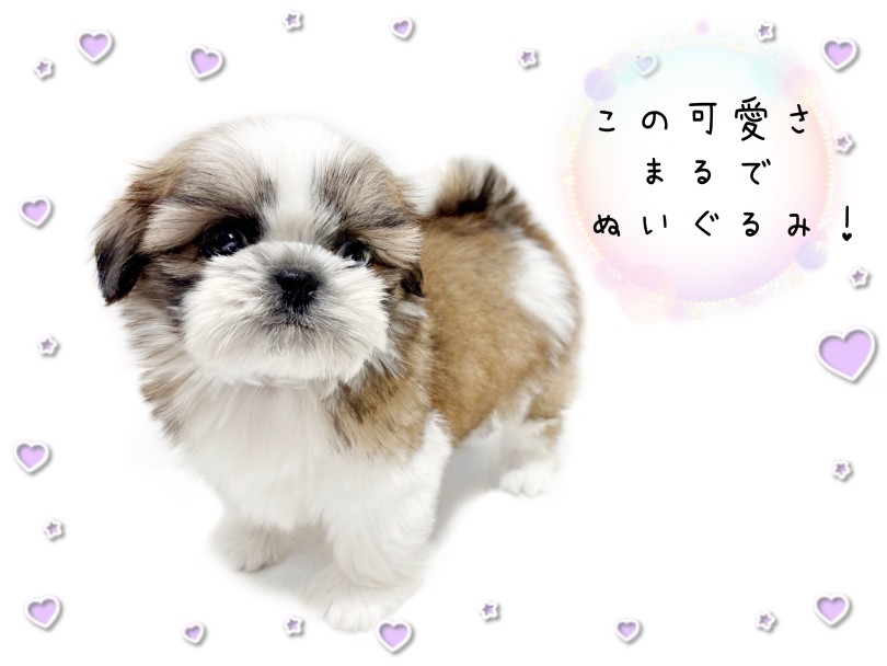 小柄で抱っこしやすいサイズ感 | シーズー （21-285） - 鶴ヶ島店