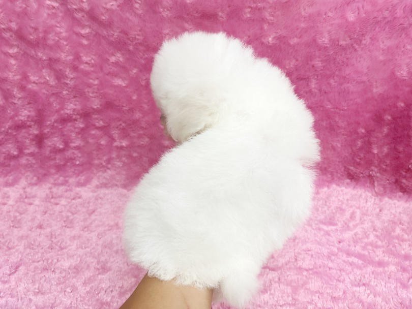 成犬時4.0kg代になると予想中！ | ビションフリーゼ （06-327） - 横浜 大倉山店