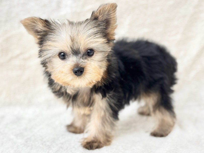 お顔はチャームポイントがいっぱい！ | ヨークシャーテリア （05-190） - 本羽田店