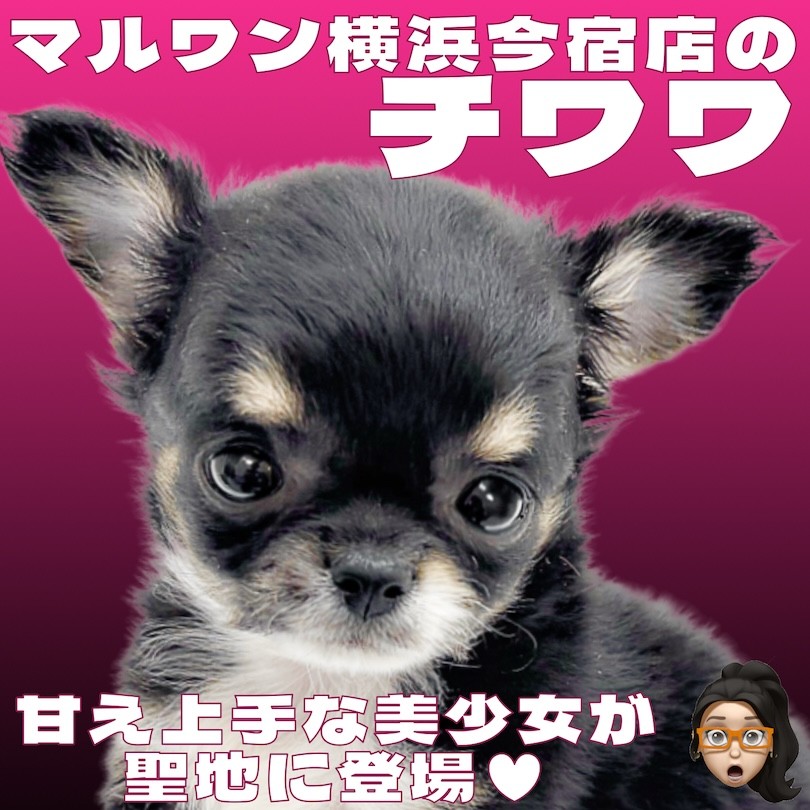 チワワ、うめ様ご確認用 うめ(犬)親管理 (@chihuahua_ume) / Posts / X