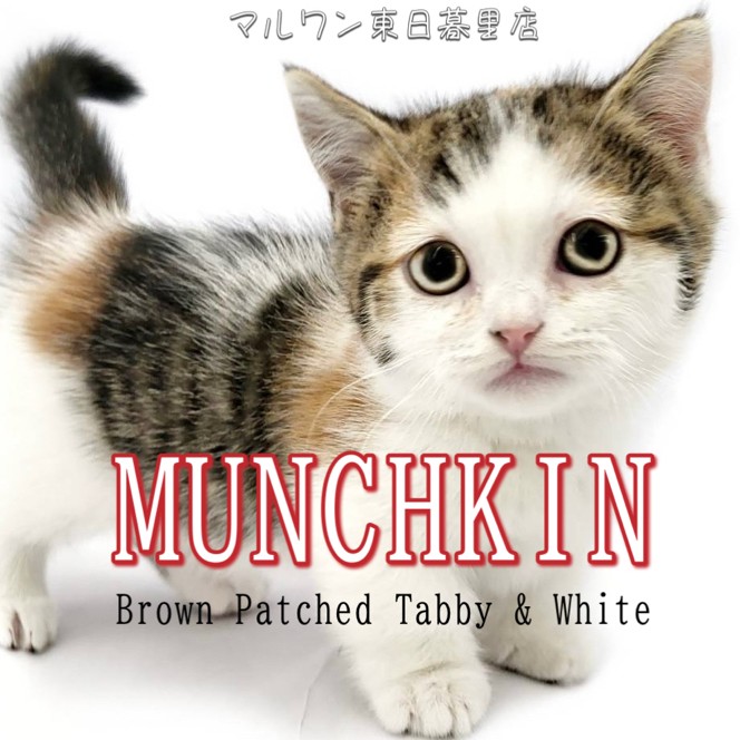 マンチカン 】短足子猫の女の子が仲間入り！超丸顔が反則級