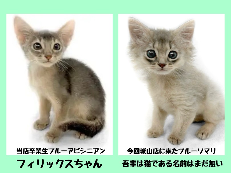 アビシニアンとの違いは？ | ソマリ （14-232） - 城山店