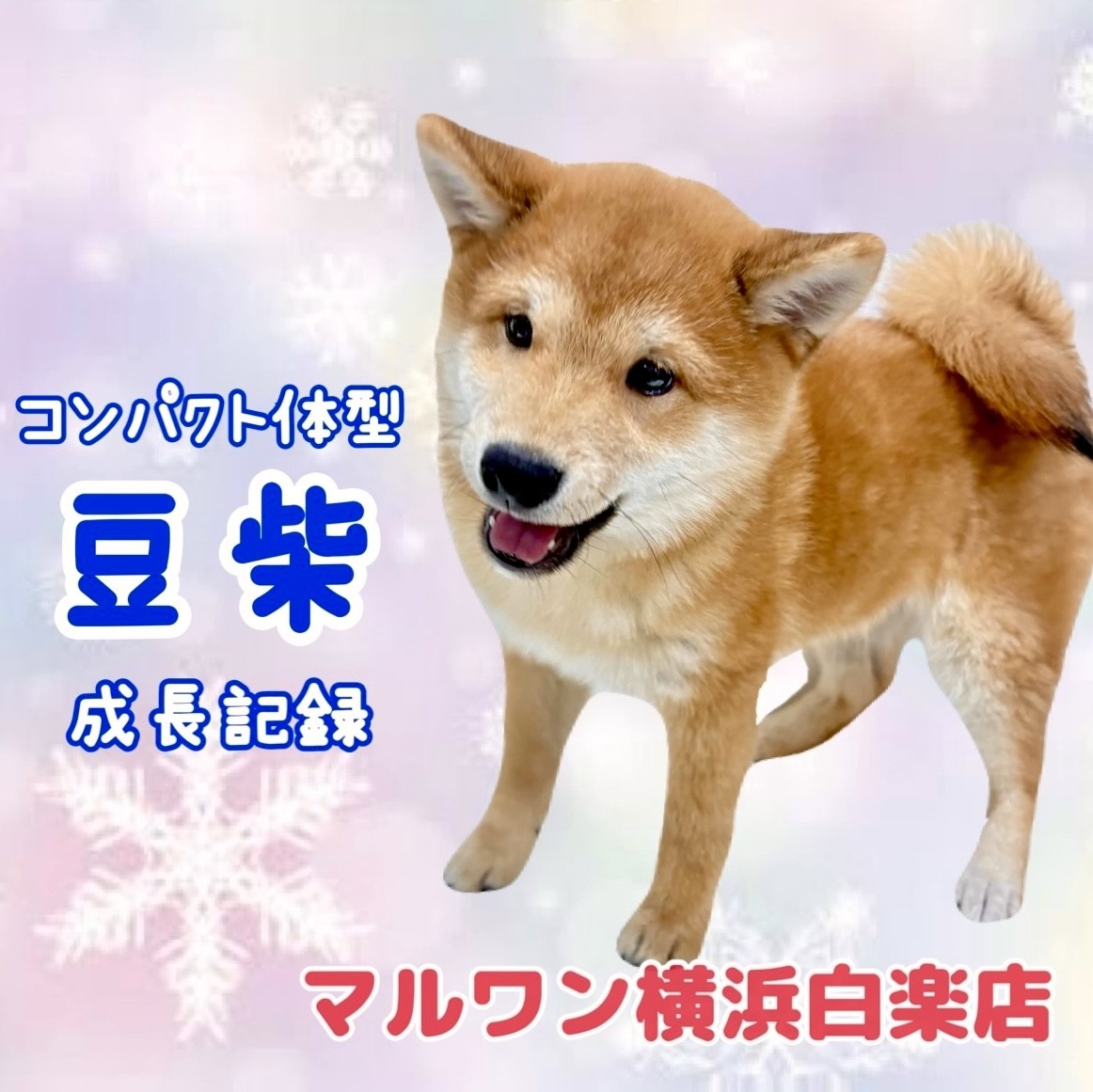 豆柴 】もうすぐ生後5ヶ月、体重2.85kg！抱っこしやすい男の子