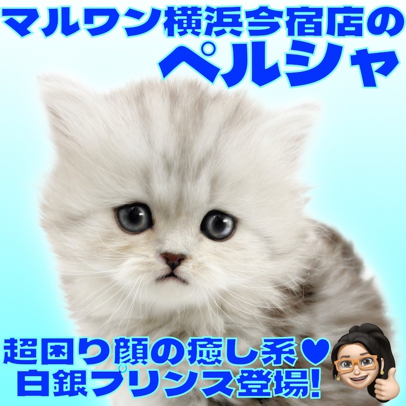 ペルシャ 】チンチラシルバーの困り顔がクセになる！超癒し系な男の子