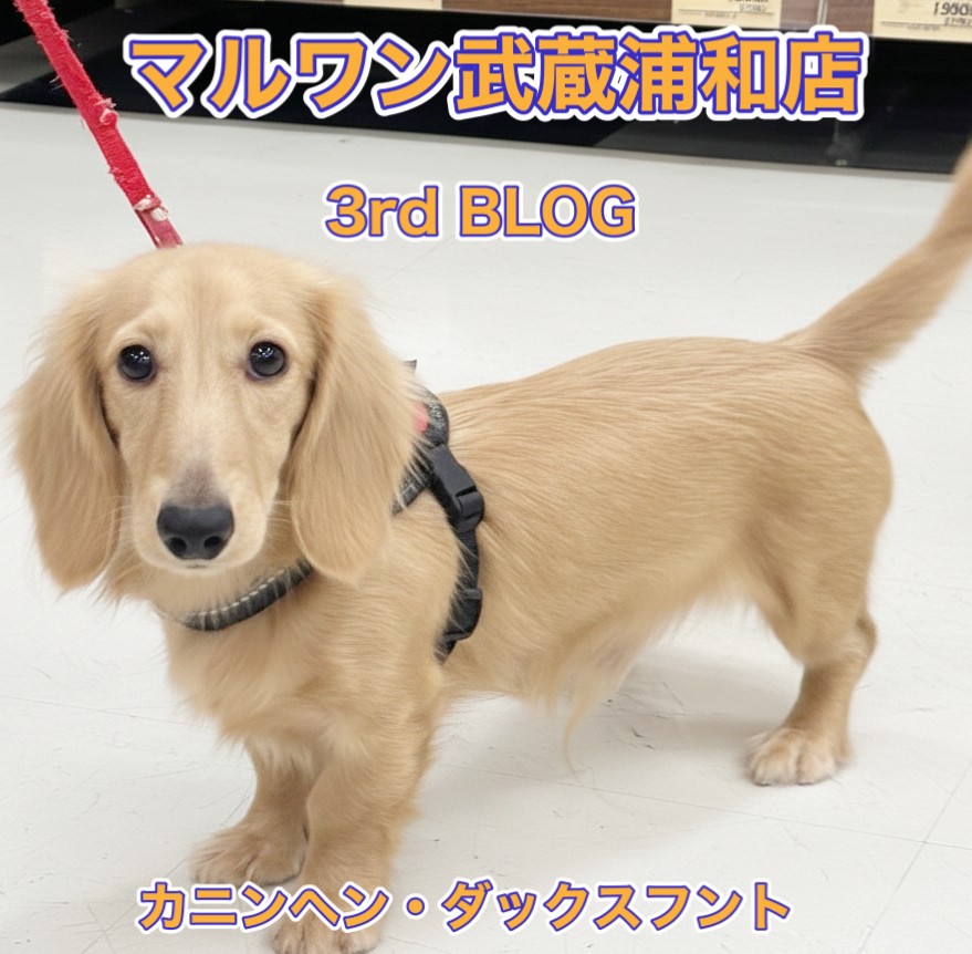 カニンヘン・ダックスフント 】垂れ目が癒し効果抜群な生後6ヶ月の