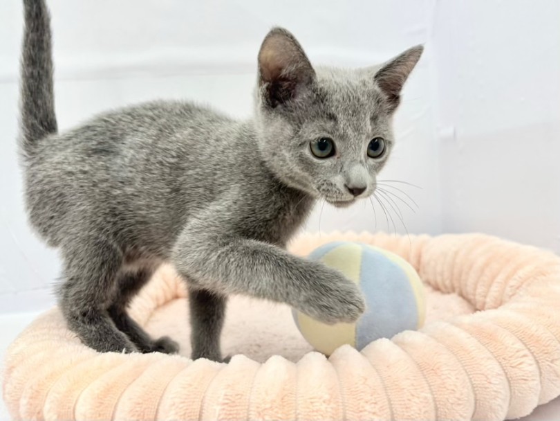 心にそっと寄り添う癒し系 | ロシアンブルー （10-181） - 東日暮里店