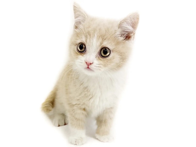 >まん丸フェイスとまん丸で美しい瞳 | ブリティッシュショートヘア (20-289) - 北戸田店