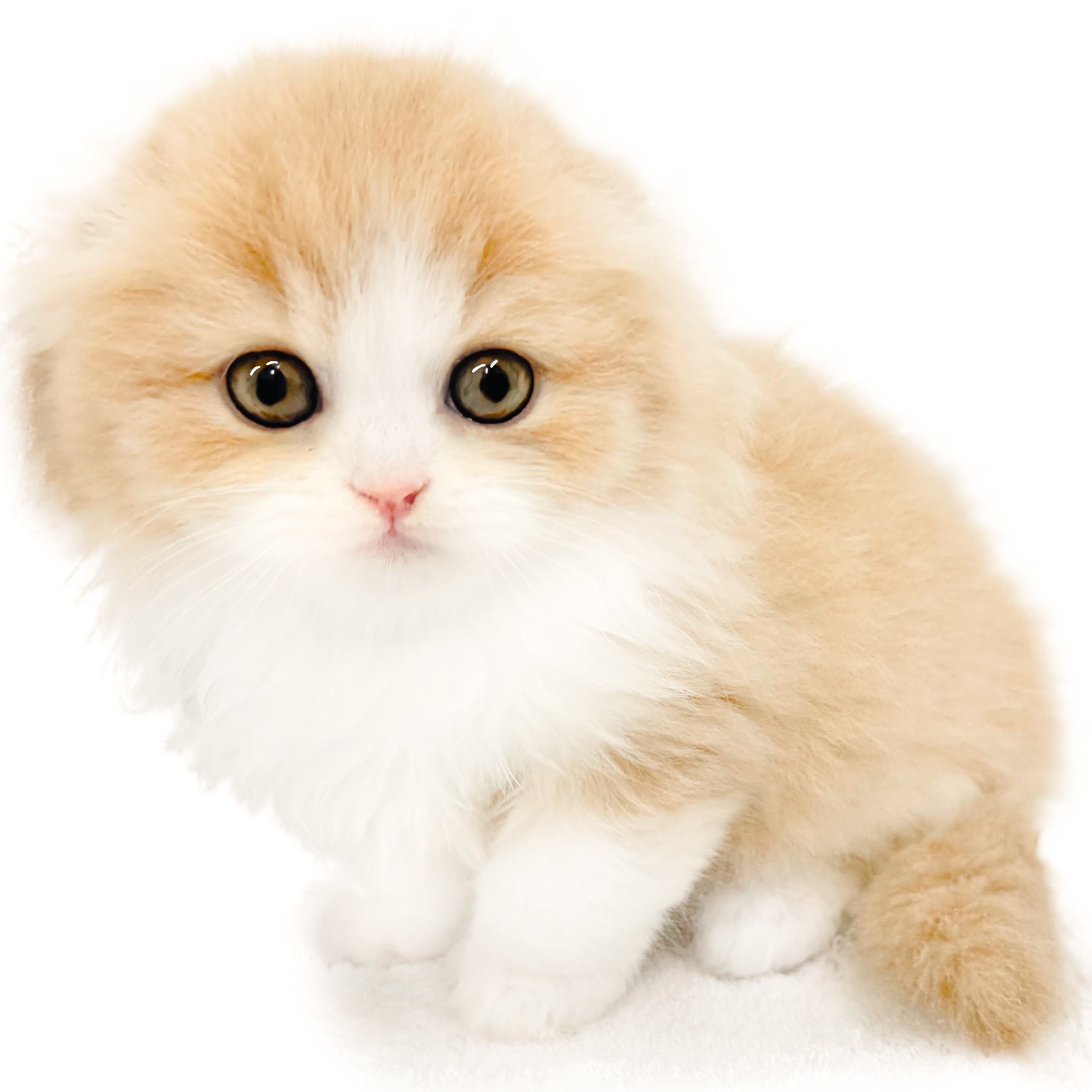 スコティッシュフォールド | ペットショップ マルワン 小さめ子犬 美形