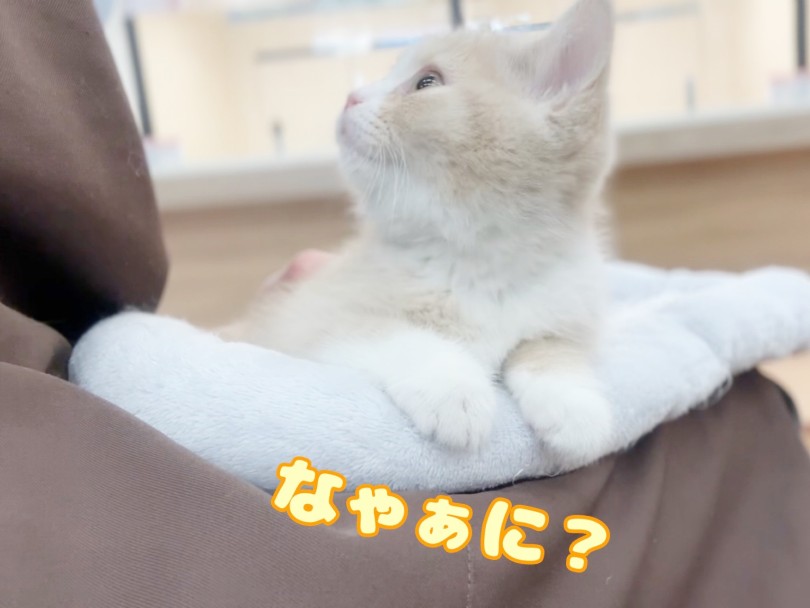 初めて猫を飼う人にとってぴったりな性格と血統 | ブリティッシュショートヘア (20-289) - 北戸田店